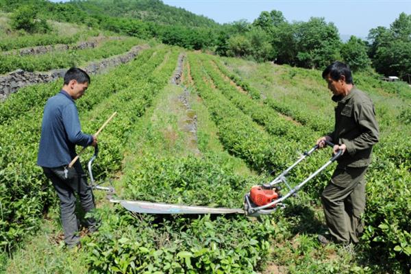 怎么防治茶轮斑病，茶园应避免捋采或强采