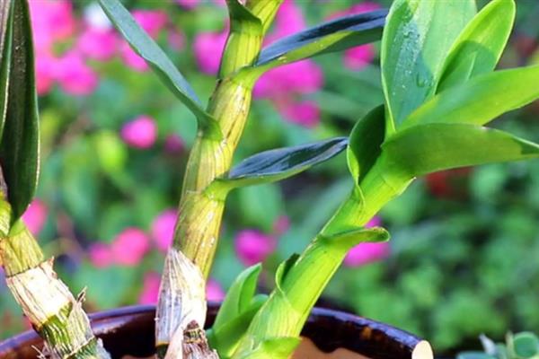 种植石斛的条件，温暖湿润、阳光充足、土质疏松的地方适合种植