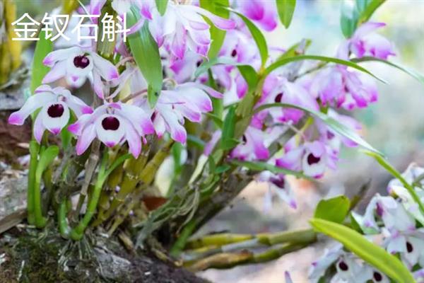 种植石斛的条件，温暖湿润、阳光充足、土质疏松的地方适合种植