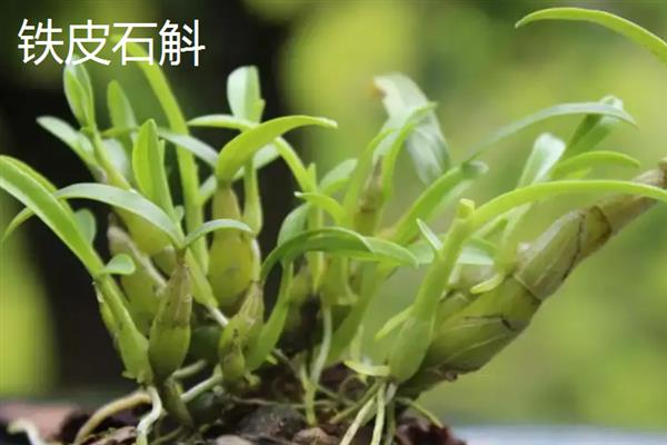 种植石斛的条件，温暖湿润、阳光充足、土质疏松的地方适合种植