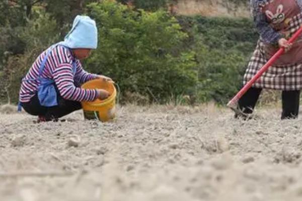 百合怎么种植，播种前需要用药物涂抹种子