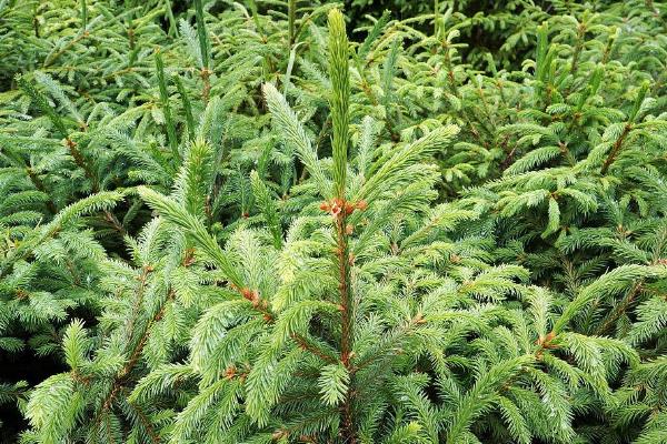 荒山适合种植什么，可种植红心猕猴桃、树型金银花等