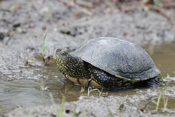 老鳖吃什么，主要以水生昆虫、蝌蚪和小虾等为食