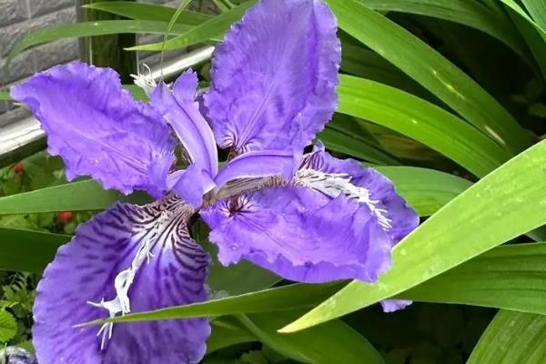 鸢尾花怎么养，种植期间保持土壤湿润