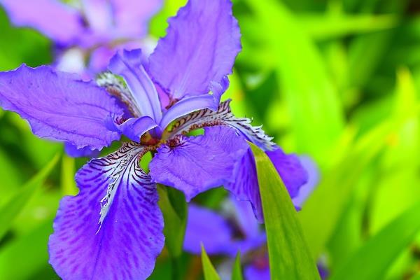 鸢尾花怎么养，种植期间保持土壤湿润