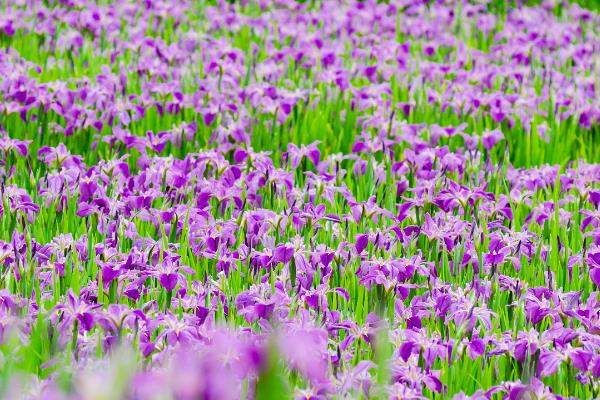 鸢尾花怎么养，种植期间保持土壤湿润