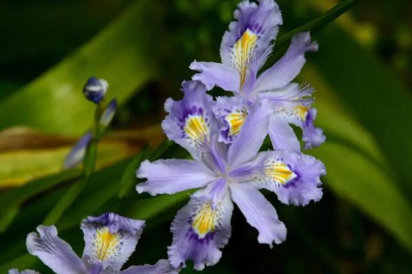 鸢尾花怎么养，种植期间保持土壤湿润