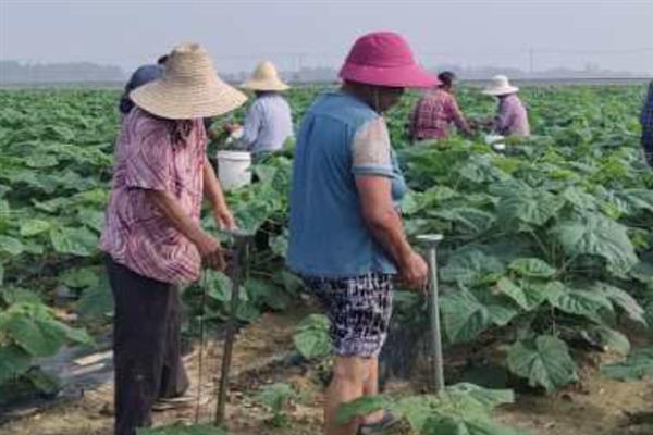 泡桐叫泡桐的原因，是由于它的木质多泡并且非常软