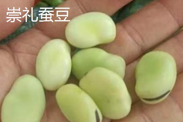 在湖边种植蚕豆有什么益处，以优化土壤为主