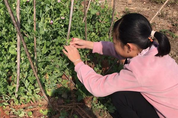 荷兰豆怎么施肥才能高产，施入充足的基肥是关键