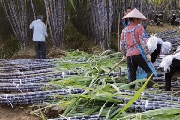 甘蔗的分布，主要分布在北纬33°至南纬30°之间