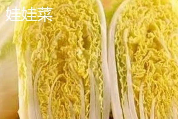 娃娃菜和白菜的区别是什么，价格、外形和颜色均不同