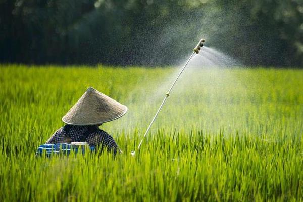 水稻茎叶除草多少天能上水，用药后1-3天上水