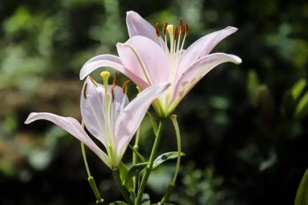 百合花怎么养，要定期修剪