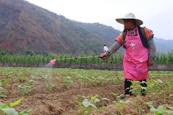 仲丁灵除草剂的使用范围，可用于大豆、棉花、水稻等作物