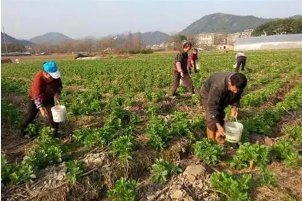 在家种蚕豆的方法，浸种消毒后再撒播覆土