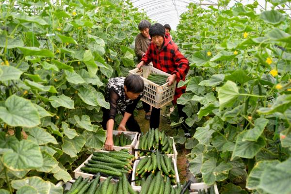 越夏黄瓜怎么种植，高温干旱时每隔1-2天浇一次水