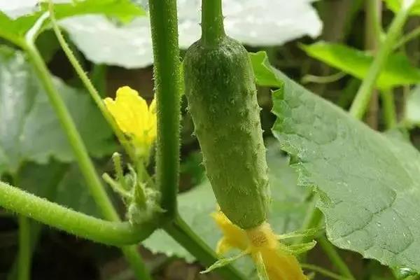 越夏黄瓜怎么种植，高温干旱时每隔1-2天浇一次水