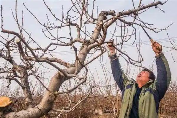 桃树夏剪的方法，通常是在6月下旬到7月上旬