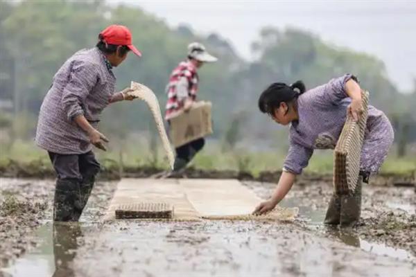 生物肥料的作用机理，主要是增进土壤肥力