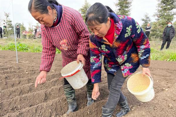 黄豆最晚种植时间，秋播最晚不超过8月份