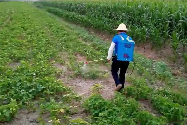 黄豆最晚种植时间，秋播最晚不超过8月份