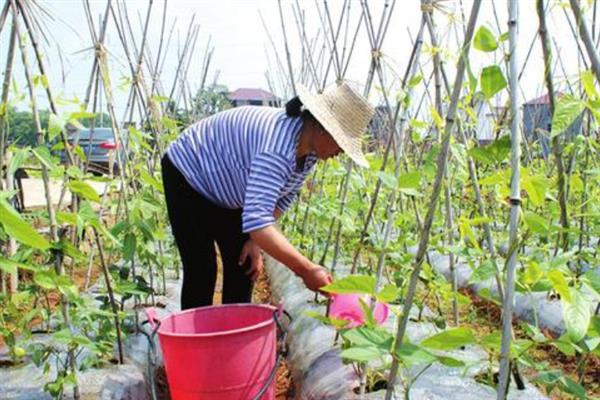 荷兰豆大棚栽培技术要点，以直播为主