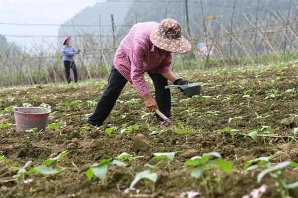 荷兰豆大棚栽培技术要点，以直播为主