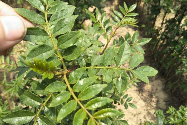 花椒树苗什么时候种植，秋季8-9月份之间种植最佳