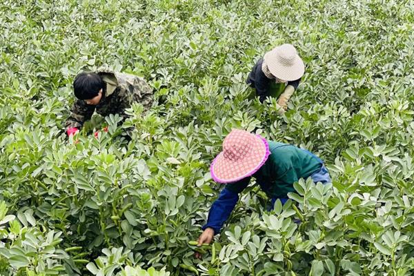 蚕豆什么时候种植，不同的地区种植时间不同