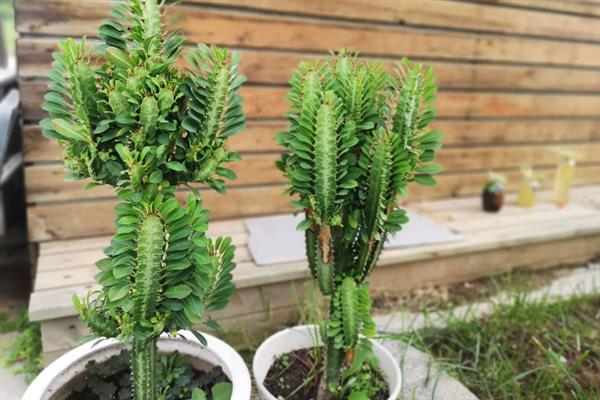 龙骨花怎么养殖，春秋季节每隔1-2周浇一次水