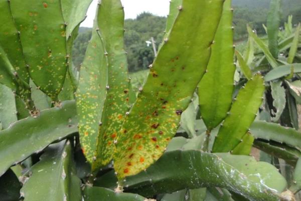 龙骨花怎么养殖，春秋季节每隔1-2周浇一次水