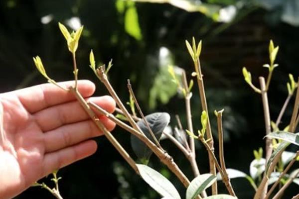 怎么修剪桂花树才能让它矮化，在幼树时期打顶可以控制株高