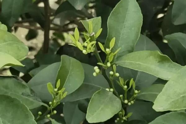 打什么药能够让柑橘快速着色增甜，芸苔素内酯是不错的选择