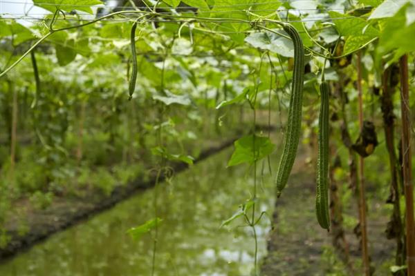 怎样种植丝瓜，生长适温度为20-24℃