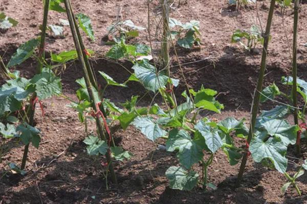 怎样种植丝瓜，生长适温度为20-24℃