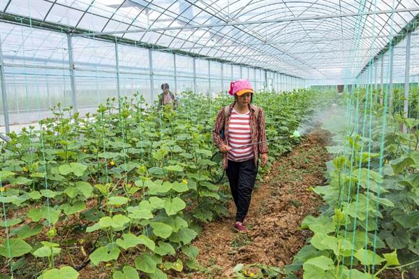 怎样种植丝瓜，生长适温度为20-24℃