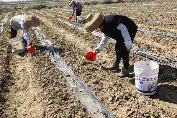 菜地土壤板结应该怎么改良，可采取增施有机肥、松土、掺沙这3种方式