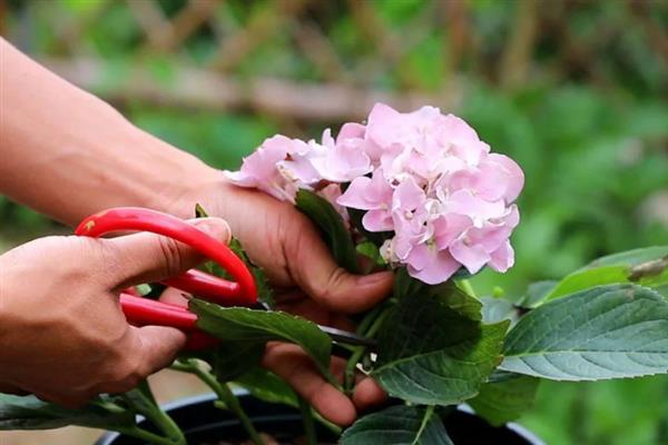 如何让绣球花多开花，将温度保持在20℃可促进花朵开放