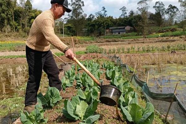 白菜的生长周期是多久，生长周期为55-100天左右