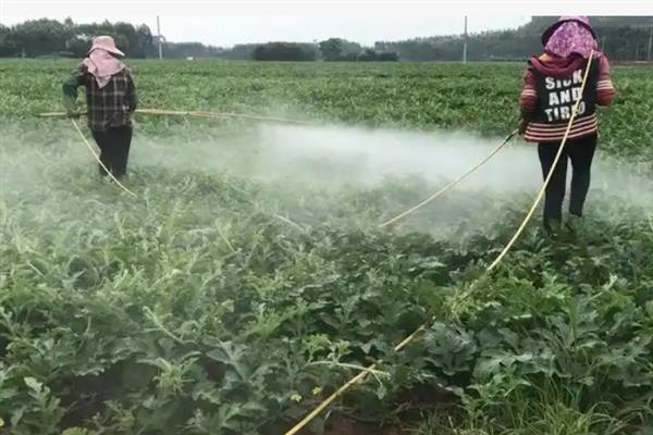 西瓜霜霉病怎么防治，生长前期提高地温、控制浇水可增强植株的抗病能力