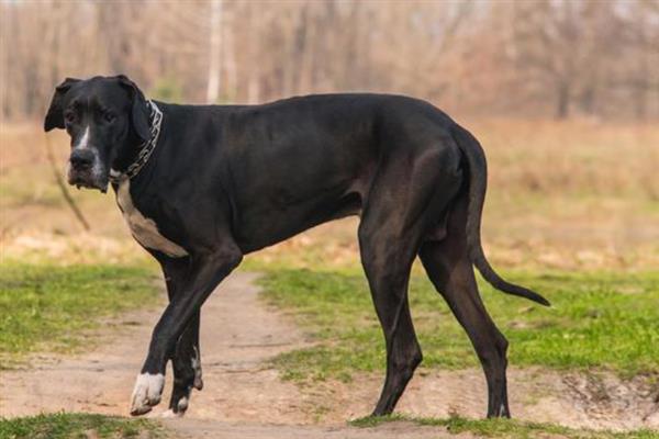 有哪些短毛大型犬，包括大丹犬、杜宾犬、罗威纳犬等品种