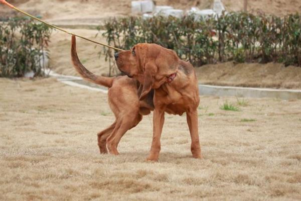 有哪些短毛大型犬，包括大丹犬、杜宾犬、罗威纳犬等品种