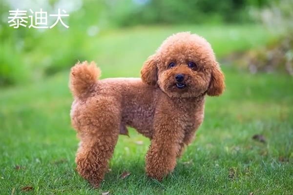 有哪些短毛大型犬，包括大丹犬、杜宾犬、罗威纳犬等品种