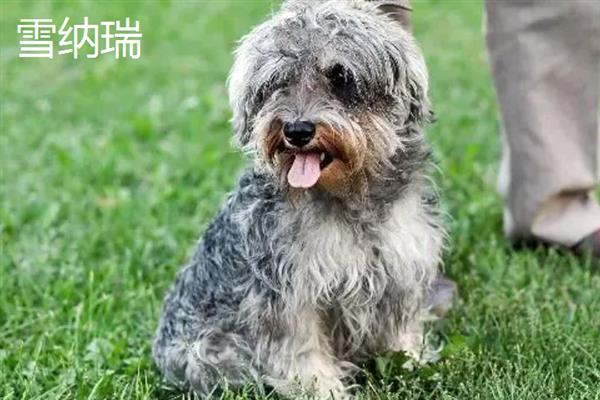 有哪些短毛大型犬，包括大丹犬、杜宾犬、罗威纳犬等品种