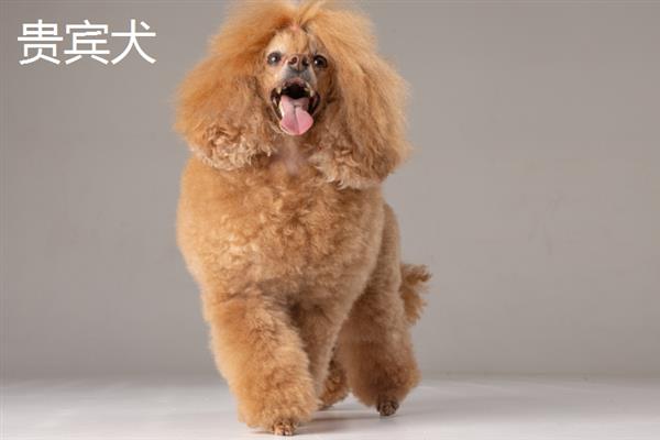 有哪些短毛大型犬，包括大丹犬、杜宾犬、罗威纳犬等品种