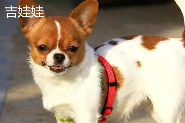 有哪些短毛大型犬，包括大丹犬、杜宾犬、罗威纳犬等品种