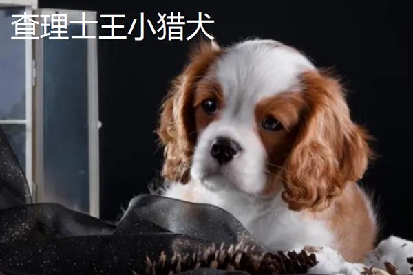 有哪些短毛大型犬，包括大丹犬、杜宾犬、罗威纳犬等品种