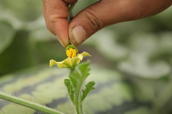 西瓜开花期施哪种肥料，追施磷钾肥可促进花芽分化