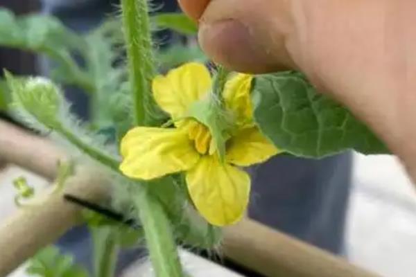 西瓜开花期施哪种肥料，追施磷钾肥可促进花芽分化